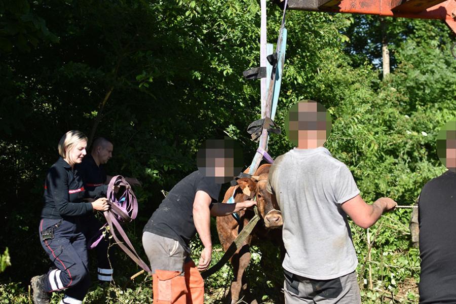 Sauvetage d&#039;animal à Guitalens-l&#039;Albarède