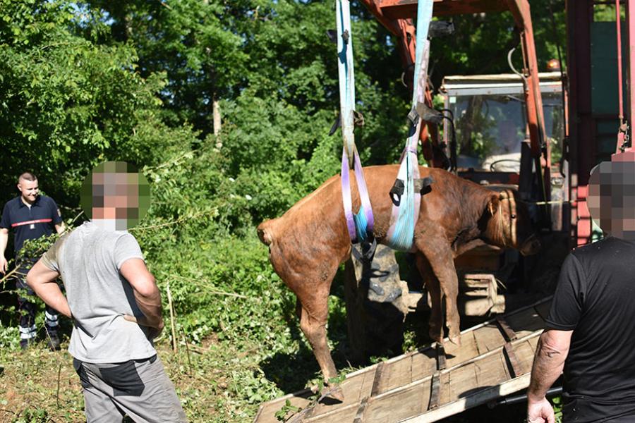 Sauvetage d&#039;animal à Guitalens-l&#039;Albarède