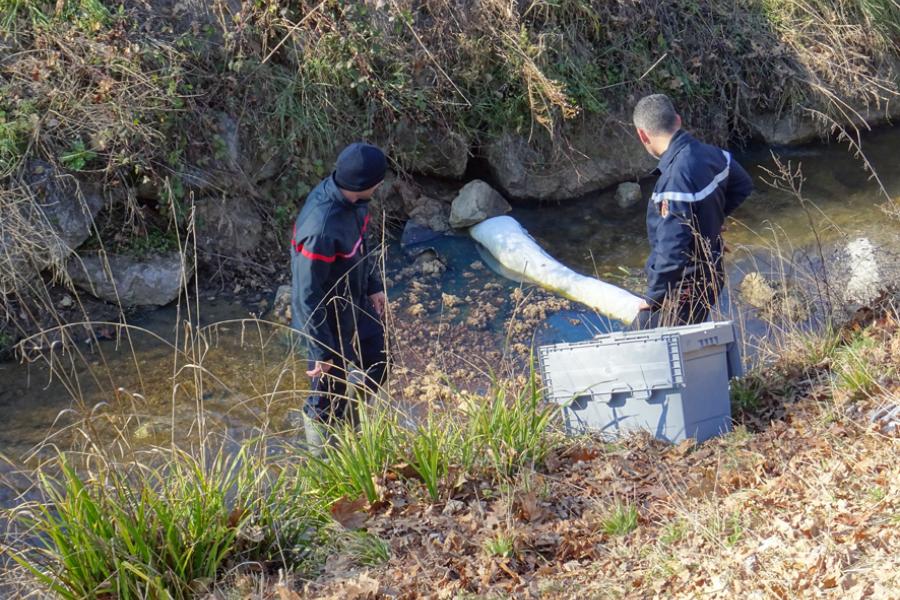 Pollution d&#039;un ruisseau albigeois