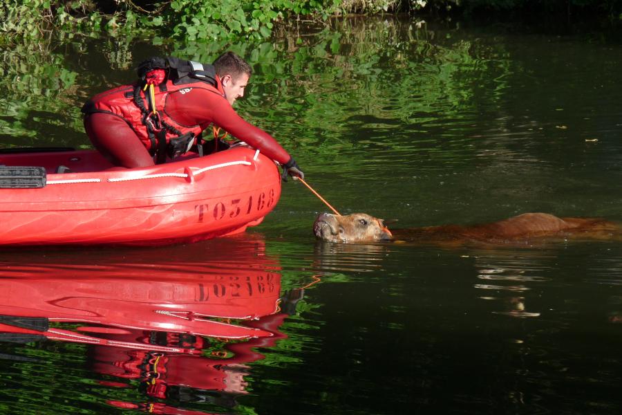 Sauvetage d&#039;animal sur la commune de Tanus