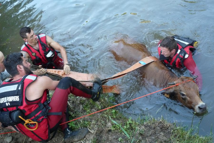 Sauvetage d&#039;animal sur la commune de Tanus