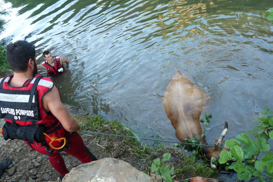 Sauvetage d&#039;animal sur la commune de Tanus