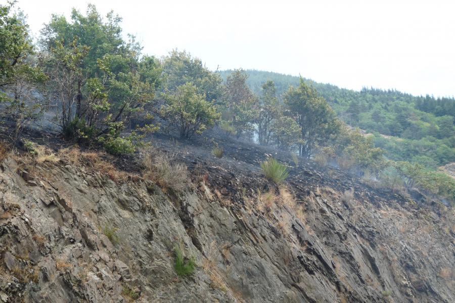 Feu de forêt à Labastide-Rouairoux
