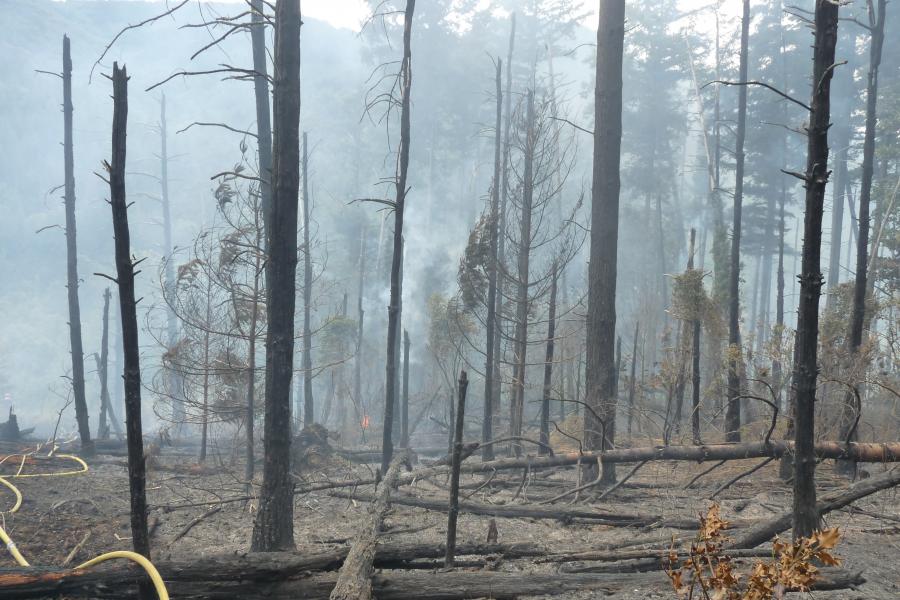 Feu de forêt à Labastide-Rouairoux